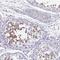 Boule Homolog, RNA Binding Protein antibody, NBP2-33538, Novus Biologicals, Immunohistochemistry frozen image 