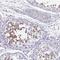 Protein boule-like antibody, NBP2-33538, Novus Biologicals, Immunohistochemistry frozen image 