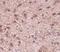 Nipsnap Homolog 3B antibody, NBP1-77341, Novus Biologicals, Immunohistochemistry frozen image 