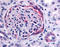 Pipp antibody, TA316924, Origene, Immunohistochemistry frozen image 