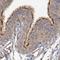 Centrosomal Protein 68 antibody, NBP1-82988, Novus Biologicals, Immunohistochemistry paraffin image 