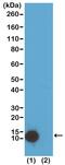 Histone Cluster 4 H4 antibody, MA5-27883, Invitrogen Antibodies, Western Blot image 