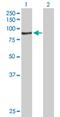 Acyl-CoA Synthetase Bubblegum Family Member 1 antibody, H00023205-B01P, Novus Biologicals, Western Blot image 