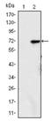 Lysine Demethylase 4A antibody, AM06496SU-N, Origene, Western Blot image 