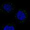 TRAF3 Interacting Protein 3 antibody, HPA040796, Atlas Antibodies, Immunocytochemistry image 