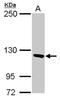 Pitrilysin Metallopeptidase 1 antibody, NBP2-19843, Novus Biologicals, Western Blot image 