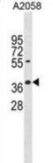 Apoptosis And Caspase Activation Inhibitor antibody, abx031310, Abbexa, Western Blot image 