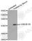 Glycogen Synthase Kinase 3 Beta antibody, AP0358, ABclonal Technology, Western Blot image 