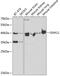 G Protein Subunit Alpha 11 antibody, GTX54123, GeneTex, Western Blot image 