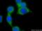 RAB26, Member RAS Oncogene Family antibody, 14284-1-AP, Proteintech Group, Immunofluorescence image 