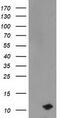 Phosphodiesterase 6G antibody, M08964, Boster Biological Technology, Western Blot image 