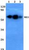 NADP-dependent malic enzyme, mitochondrial antibody, PA5-36494, Invitrogen Antibodies, Western Blot image 
