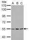 Cytochrome P450 Family 4 Subfamily B Member 1 antibody, NBP2-16068, Novus Biologicals, Western Blot image 