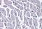 CYSLTR2 antibody, orb85767, Biorbyt, Immunohistochemistry paraffin image 