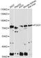 FGGY Carbohydrate Kinase Domain Containing antibody, A14904, ABclonal Technology, Western Blot image 