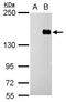 Phosphatidylinositol 3,4,5-trisphosphate-dependent Rac exchanger 1 protein antibody, PA5-34962, Invitrogen Antibodies, Western Blot image 