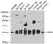 Carbonyl Reductase 3 antibody, GTX64745, GeneTex, Western Blot image 