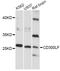 CMRF35-like molecule 1 antibody, LS-C748851, Lifespan Biosciences, Western Blot image 
