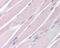 KAL antibody, 49-752, ProSci, Immunohistochemistry frozen image 