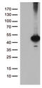 CUGBP Elav-Like Family Member 6 antibody, LS-C796186, Lifespan Biosciences, Western Blot image 