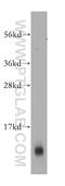 S100 Calcium Binding Protein B antibody, 15146-1-AP, Proteintech Group, Western Blot image 