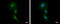 Ring Finger Protein 14 antibody, GTX112193, GeneTex, Immunofluorescence image 