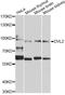 Dishevelled Segment Polarity Protein 2 antibody, STJ29689, St John