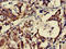 Gastrin Releasing Peptide antibody, LS-C369733, Lifespan Biosciences, Immunohistochemistry paraffin image 