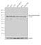 Nuclear Receptor Subfamily 3 Group C Member 1 antibody, PA1-510A, Invitrogen Antibodies, Western Blot image 