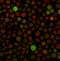 BAX antibody, GTX34420, GeneTex, Immunofluorescence image 