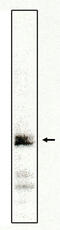 Transcription Factor 7 antibody, MBS395204, MyBioSource, Western Blot image 