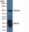 IFI30 Lysosomal Thiol Reductase antibody, LS-C373287, Lifespan Biosciences, Western Blot image 