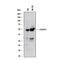 C-X3-C Motif Chemokine Receptor 1 antibody, AF5825, R&D Systems, Western Blot image 