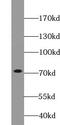 Von Willebrand Factor antibody, FNab09466, FineTest, Western Blot image 