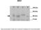 Zinc Finger MIZ-Type Containing 1 antibody, 25-510, ProSci, Enzyme Linked Immunosorbent Assay image 