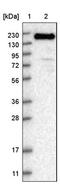 SR-Related CTD Associated Factor 4 antibody, PA5-54429, Invitrogen Antibodies, Western Blot image 