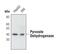 Pyruvate Dehydrogenase E1 Alpha 1 Subunit antibody, PA5-17190, Invitrogen Antibodies, Western Blot image 