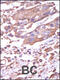 Calcium/Calmodulin Dependent Protein Kinase II Alpha antibody, 62-732, ProSci, Immunohistochemistry paraffin image 