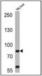 Hepatocyte Growth Factor antibody, MA5-14160, Invitrogen Antibodies, Western Blot image 