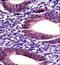 Cyclin Dependent Kinase Like 3 antibody, orb224099, Biorbyt, Immunohistochemistry paraffin image 