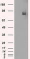 Phosphodiesterase 10A antibody, LS-C797105, Lifespan Biosciences, Western Blot image 