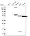 Peptidyl Arginine Deiminase 4 antibody, HPA042825, Atlas Antibodies, Western Blot image 