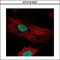 Fibrillarin antibody, GTX101807, GeneTex, Immunofluorescence image 