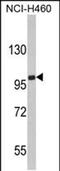 Erythrocyte Membrane Protein Band 4.1 Like 4B antibody, PA5-49596, Invitrogen Antibodies, Western Blot image 