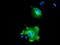 Nucleobindin 1 antibody, MA5-25806, Invitrogen Antibodies, Immunocytochemistry image 