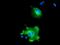 Nucleobindin-1 antibody, MA5-25806, Invitrogen Antibodies, Immunocytochemistry image 