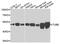 Tubulin antibody, abx136107, Abbexa, Western Blot image 