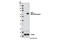 Paired Box 3 antibody, 12412S, Cell Signaling Technology, Western Blot image 