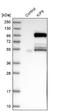 Kinesin Family Member 9 antibody, NBP1-82772, Novus Biologicals, Western Blot image 