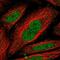 NIPBL Cohesin Loading Factor antibody, NBP1-85110, Novus Biologicals, Immunofluorescence image 